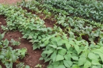 Gardens044