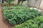 Gardens045