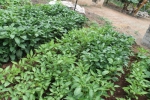 Gardens046